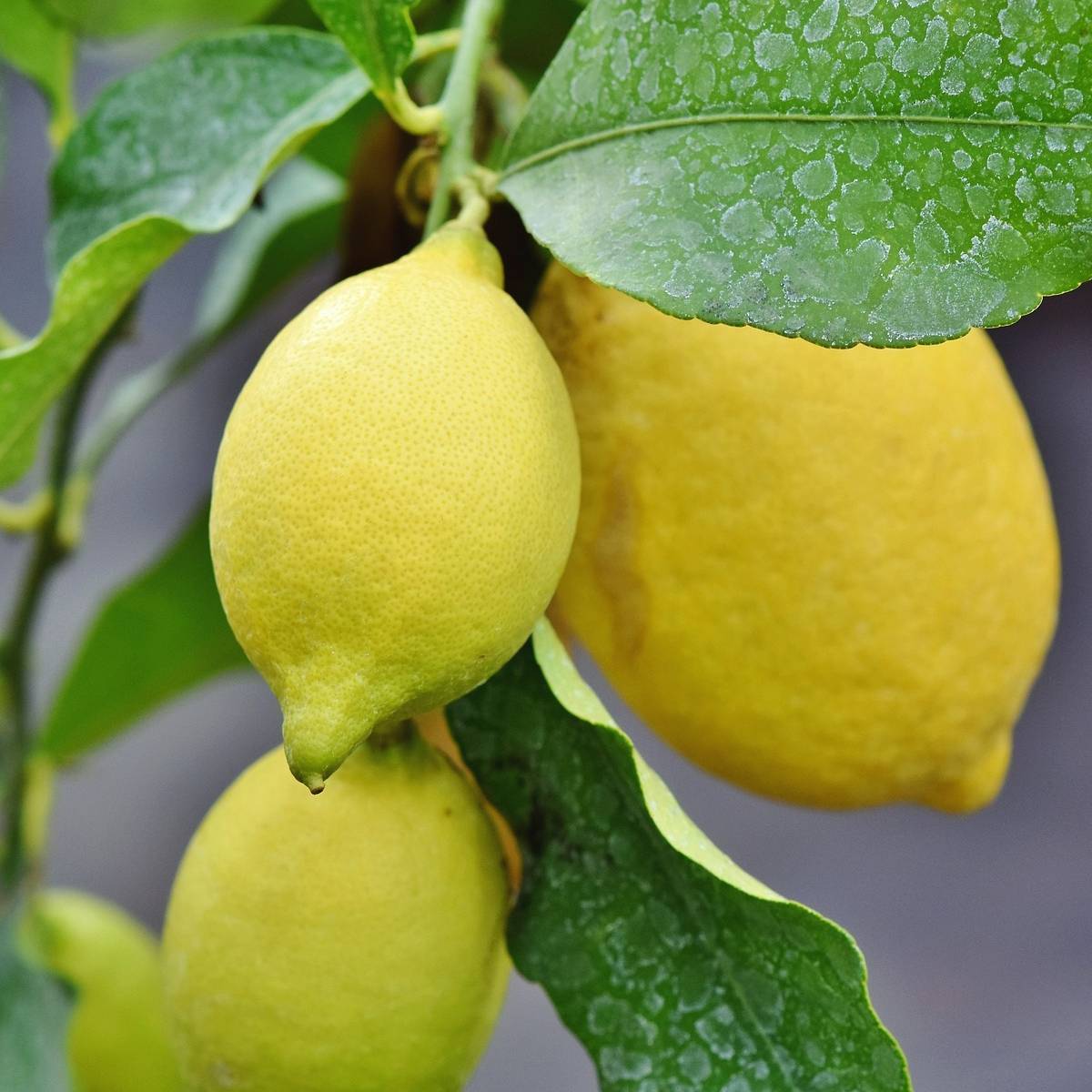 Limone Femminello Siracusano IGP – Bianchetto - immagine 2