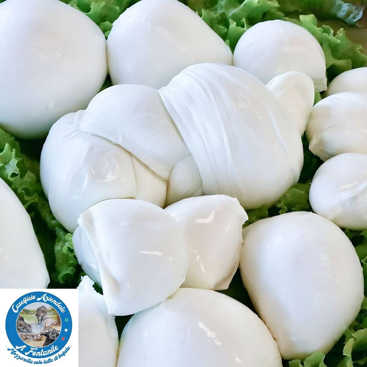Mozzarella di Latte di Bufala (10 pezzi da 50 gr) - immagine 2