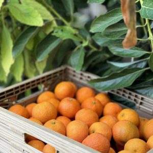 Clementine senza semi  Calabria