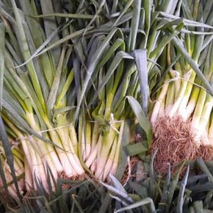 Cipollotti freschi (sponsale/scalogno) mazzetto gr.100