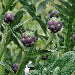 Carciofo Cimarolo Tondo