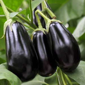 Melanzana tonda nera