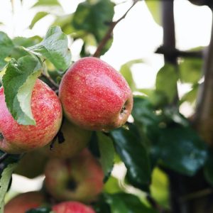 Melette selvatiche rosse