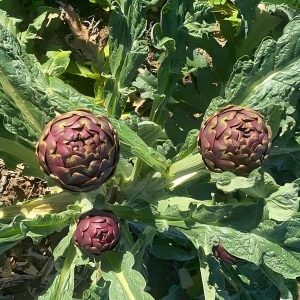 Box di Carciofi Apollo (o Romanesco) (1a scelta)