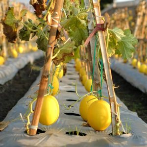 Melone Gialletto Siciliano – Box Assaggio