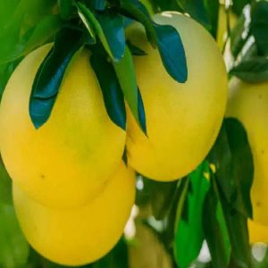 Pompelmi Gialli Siciliani Biologici