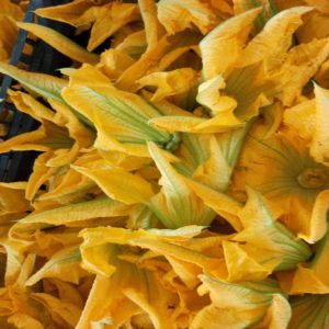 Fiore di zucca