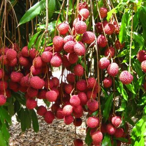 Litchi
