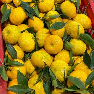 Mandarino tardivo Ciaculli