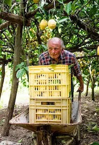 Liquore Mandarino Amalfitano 500ml - immagine 5